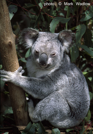 Australia2